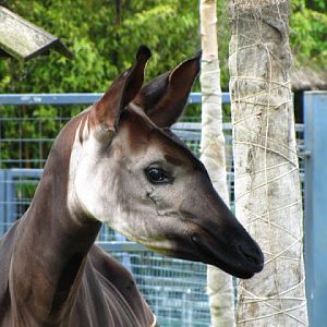Bristol Zoo 1.05.2010