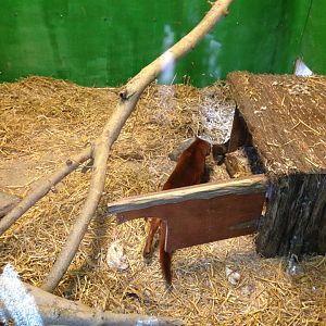 Jaguarundi kitten with mother