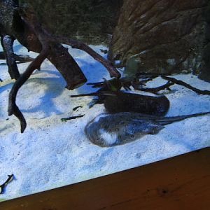 Blue Reef Aquarium 25.04.2009