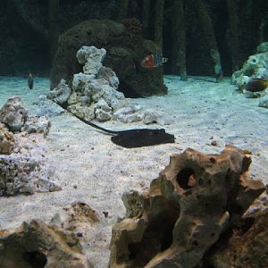 Blue Reef Aquarium 25.04.2009