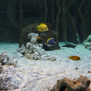 Blue Reef Aquarium 25.04.2009