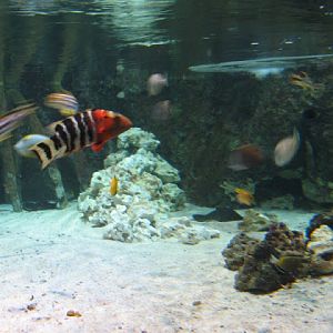 Blue Reef Aquarium 25.04.2009