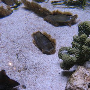 Blue Reef Aquarium 25.04.2009