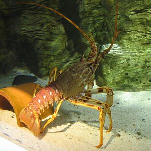 Blue Reef Aquarium 25.04.2009