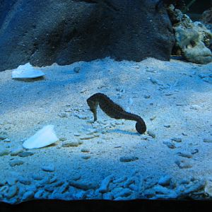 Blue Reef Aquarium 25.04.2009