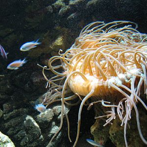 Blue Reef Aquarium 25.04.2009