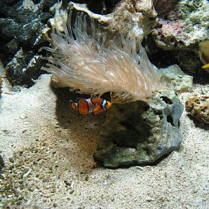 Blue Reef Aquarium 25.04.2009