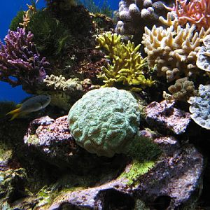 Blue Reef Aquarium 25.04.2009
