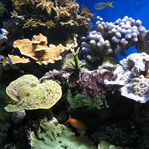 Blue Reef Aquarium 25.04.2009