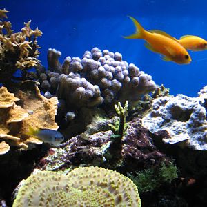Blue Reef Aquarium 25.04.2009