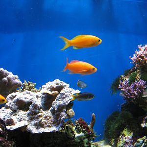 Blue Reef Aquarium 25.04.2009