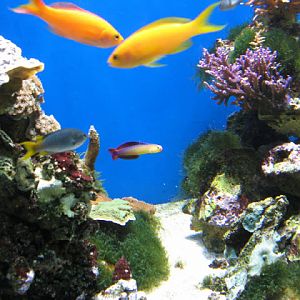 Blue Reef Aquarium 25.04.2009