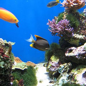 Blue Reef Aquarium 25.04.2009