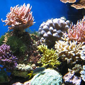 Blue Reef Aquarium 25.04.2009