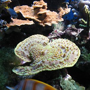 Blue Reef Aquarium 25.04.2009