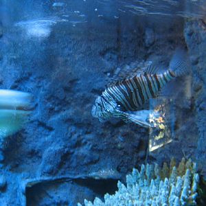 Blue Reef Aquarium 25.04.2009