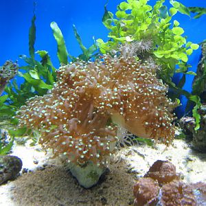 Blue Reef Aquarium 25.04.2009