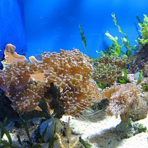 Blue Reef Aquarium 25.04.2009