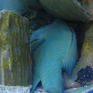 Blue Reef Aquarium 25.04.2009