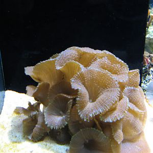 Blue Reef Aquarium 25.04.2009