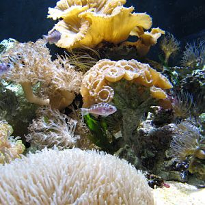 Blue Reef Aquarium 25.04.2009