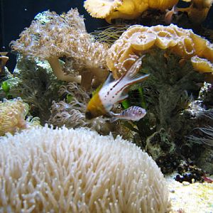 Blue Reef Aquarium 25.04.2009