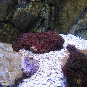 Blue Reef Aquarium 25.04.2009