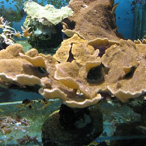 Blue Reef Aquarium 25.04.2009