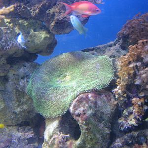 Blue Reef Aquarium 25.04.2009