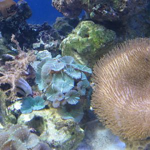 Blue Reef Aquarium 25.04.2009