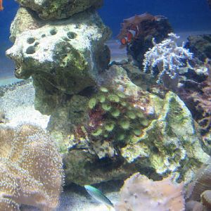 Blue Reef Aquarium 25.04.2009