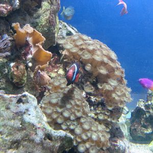 Blue Reef Aquarium 25.04.2009