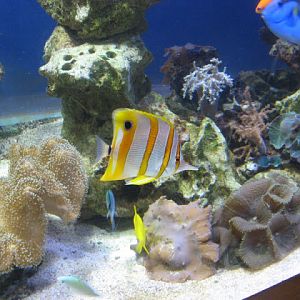 Blue Reef Aquarium 25.04.2009