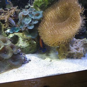 Blue Reef Aquarium 25.04.2009