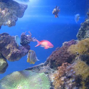 Blue Reef Aquarium 25.04.2009
