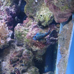 Blue Reef Aquarium 25.04.2009