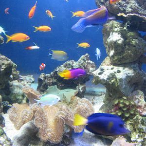 Blue Reef Aquarium 25.04.2009