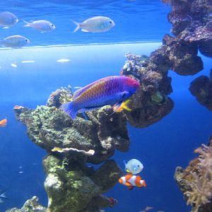 Blue Reef Aquarium 25.04.2009