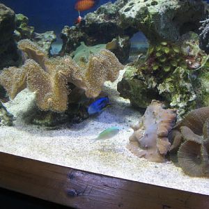 Blue Reef Aquarium 25.04.2009