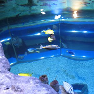 Blue Reef Aquarium 25.04.2009