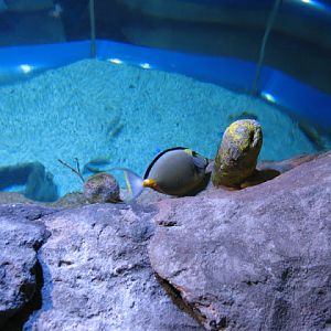 Blue Reef Aquarium 25.04.2009