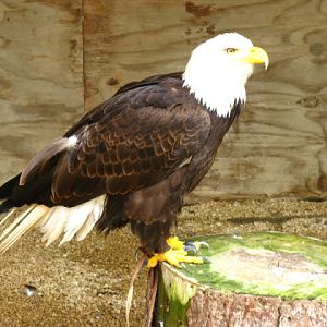 Cotswold Falconery 17.06.2007