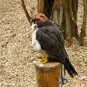 Cotswold Falconery 17.06.2007