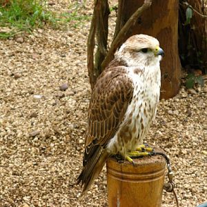 Cotswold Falconery 17.06.2007