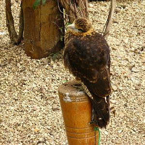 Cotswold Falconery 17.06.2007
