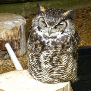 Cotswold Falconery 17.06.2007