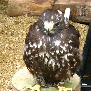 Cotswold Falconery 17.06.2007