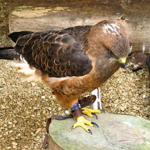 Cotswold Falconery 17.06.2007