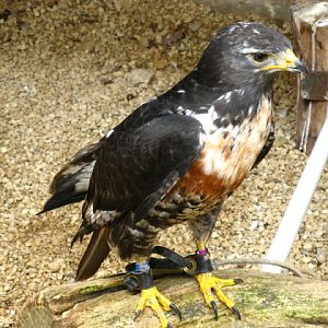 Cotswold Falconery 17.06.2007