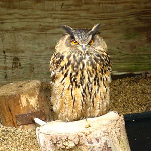 Cotswold Falconery 17.06.2007